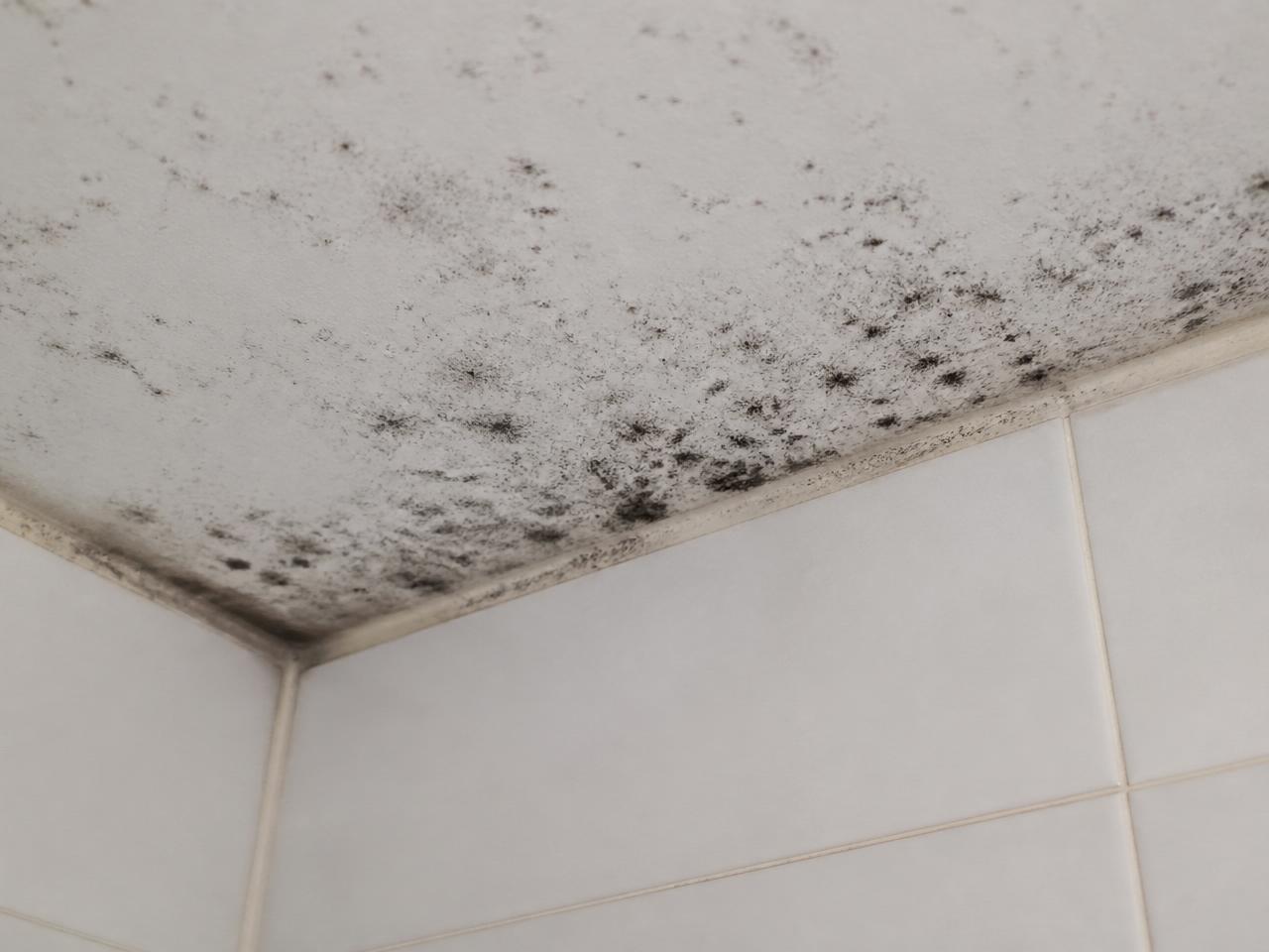 Schimmelbestrijding op wand